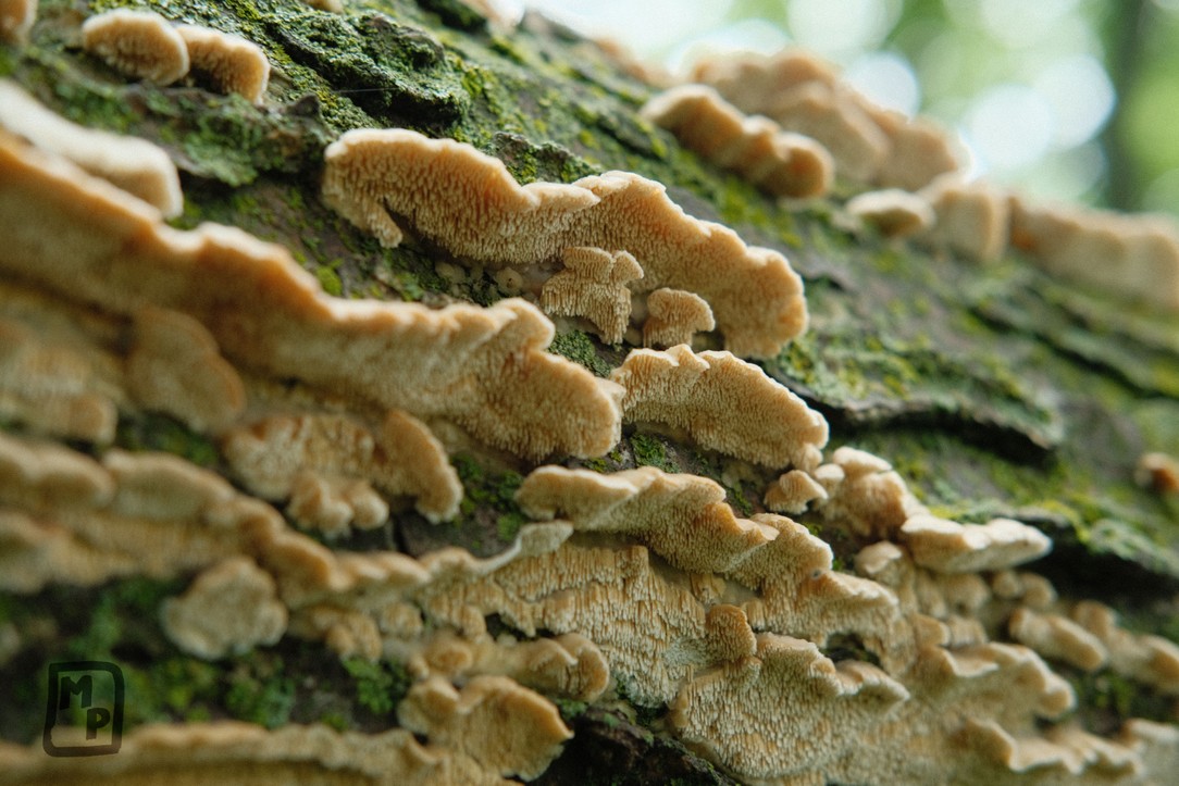 Niobrara Valley Preserve Mushroom Survey (1/1)